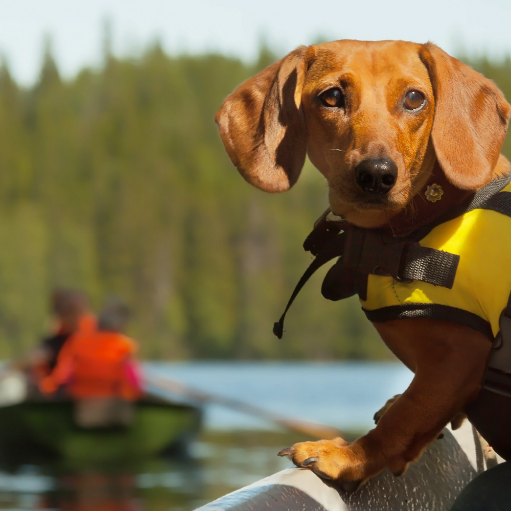 dog life jacket