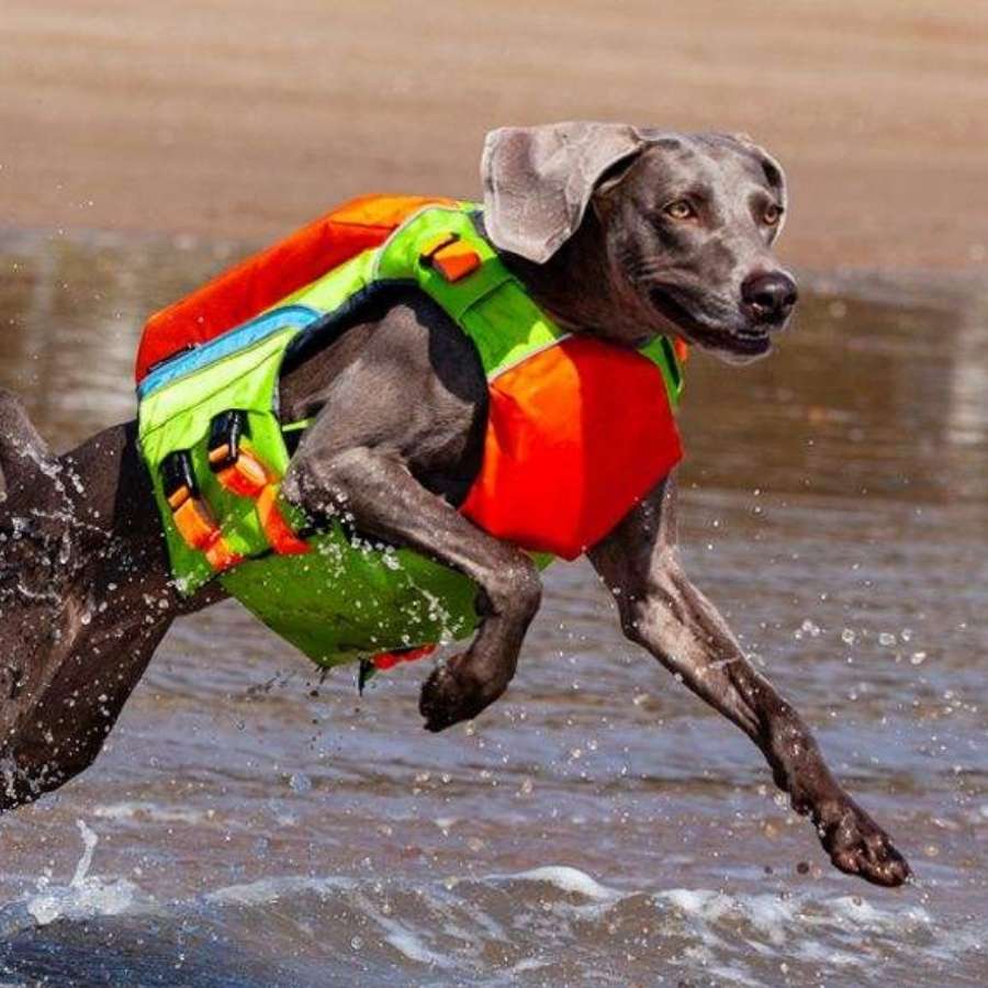 dog life jacket