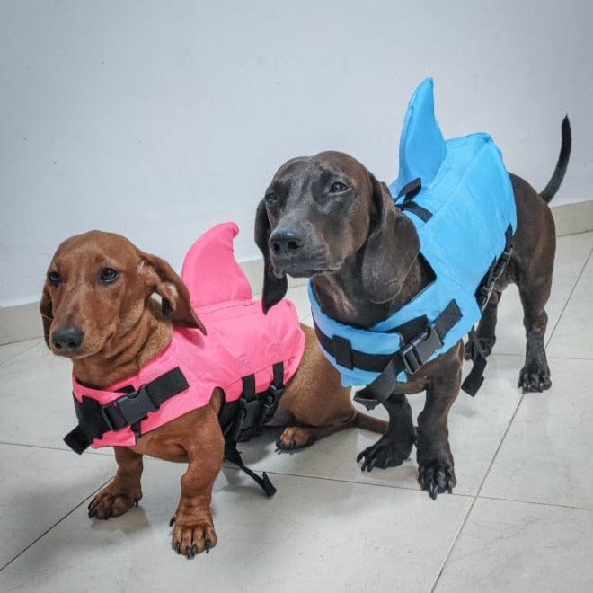 dog life jacket