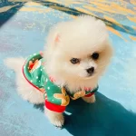 dog christmas sweater
