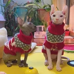 cat christmas sweater